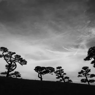 Sculpted pine trees with twisting trunks and layered branches silhouetted along a grassy slope beneath a cloud-streaked sky in black and white.