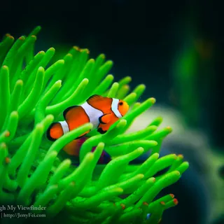 Orange-and-white clownfish with black-edged white bands among vivid green sea anemone tentacles against a dark, softly blurred background.