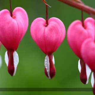 Heart-shaped pink bleeding-heart flowers with dangling white inner petals and small water droplets, hanging from an arching stem against blurred green foliage.