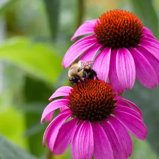 A yellow-and-black bumblebee on the orange centre of a purple coneflower, with a second pink-purple bloom above it against blurred green foliage.