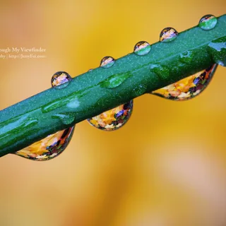 Clear water droplets along the upper and lower edges of a diagonal green stem, containing colourful refracted details against a blurred golden-yellow background.