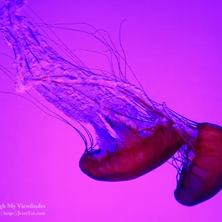 Two orange-belled jellyfish with long fine tentacles and frilled oral arms trailing diagonally across a violet-and-magenta background.