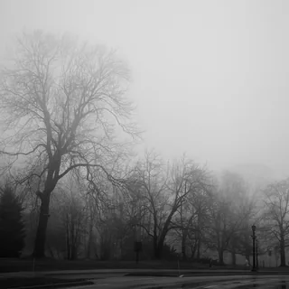 A large bare tree beside a wet street, with more leafless trees and a lamppost fading into thick fog in a black-and-white photograph.