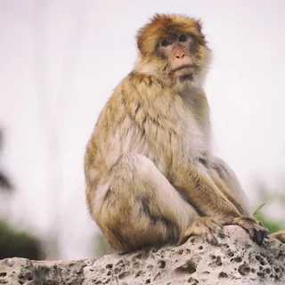 Brown-furred monkey sitting on a rough stone wall with its hands resting in front, looking toward the camera against a softly blurred background.