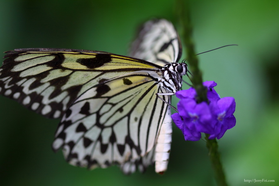 Cambridge Butterfly Conservatory photo
