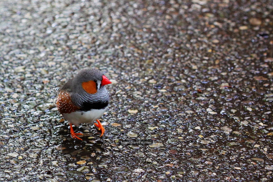 Cambridge Butterfly Conservatory photo