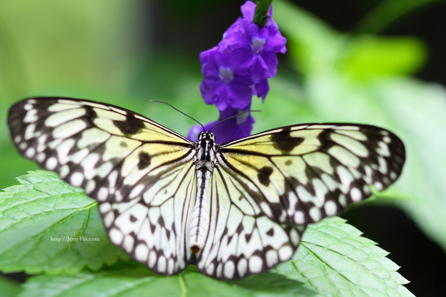 Cambridge Butterfly Conservatory photo