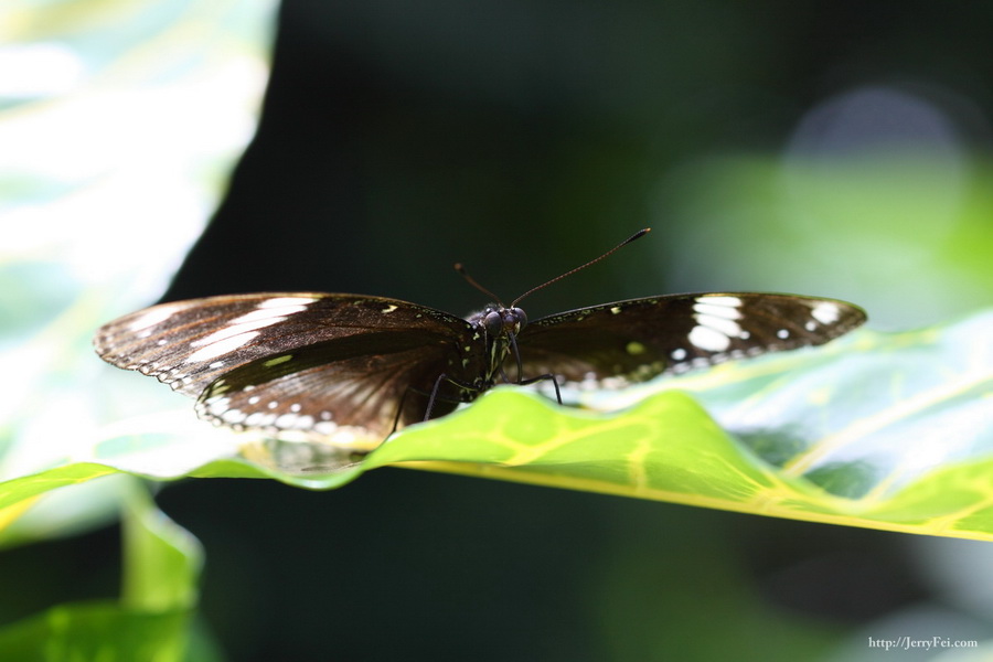 Cambridge Butterfly Conservatory photo