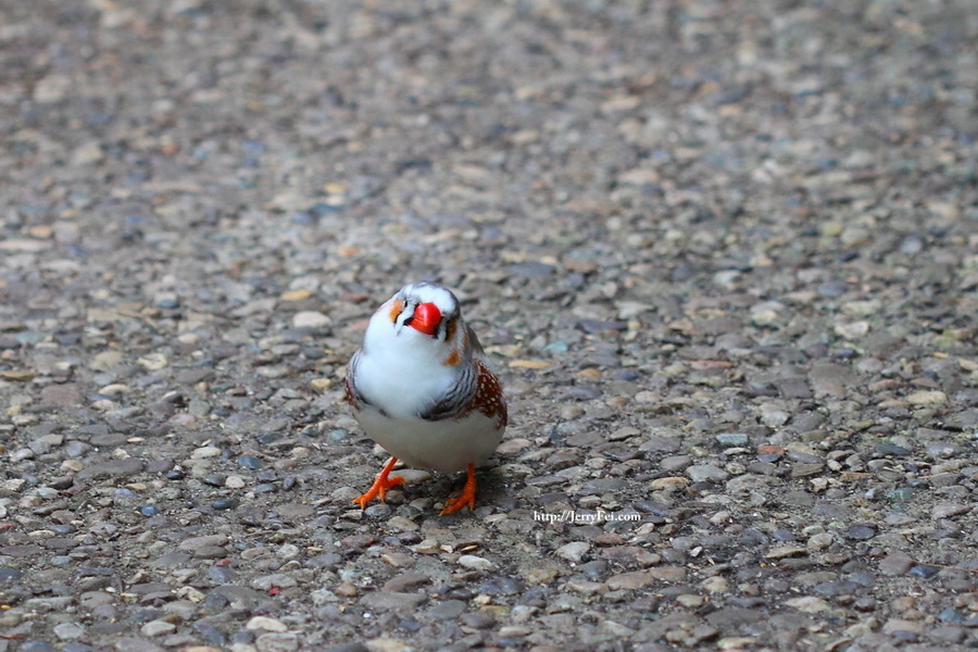 Cambridge Butterfly Conservatory photo