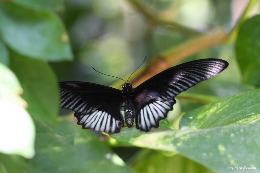 Cambridge Butterfly Conservatory photo