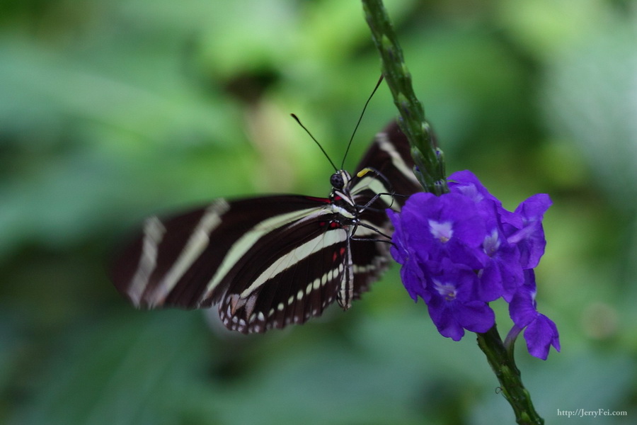 Cambridge Butterfly Conservatory photo