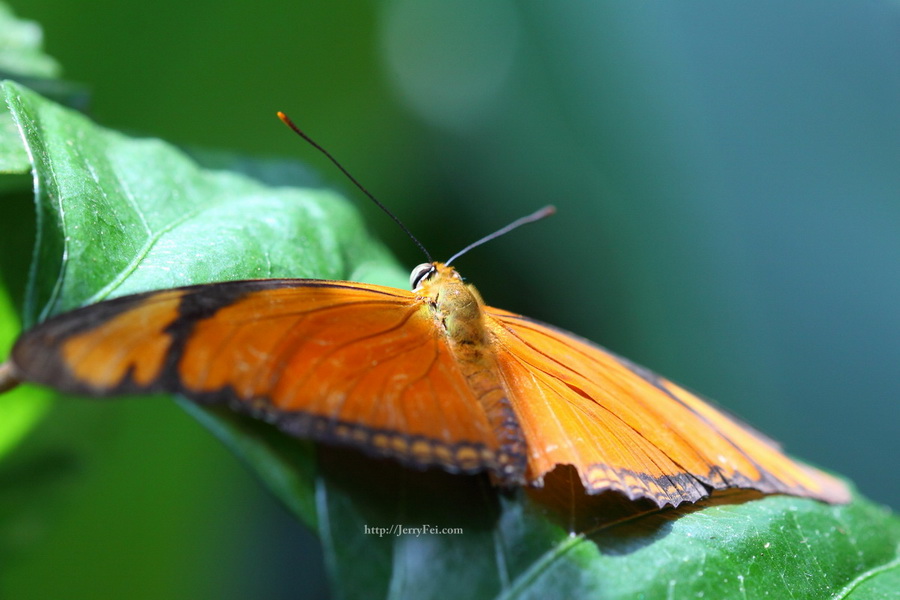 Cambridge Butterfly Conservatory photo