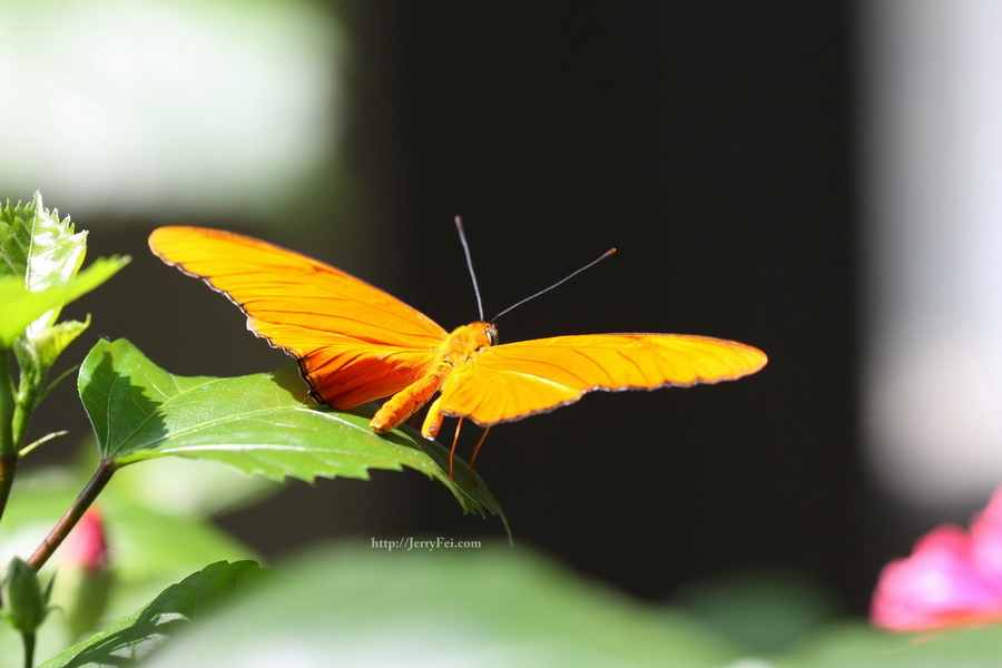 Cambridge Butterfly Conservatory photo