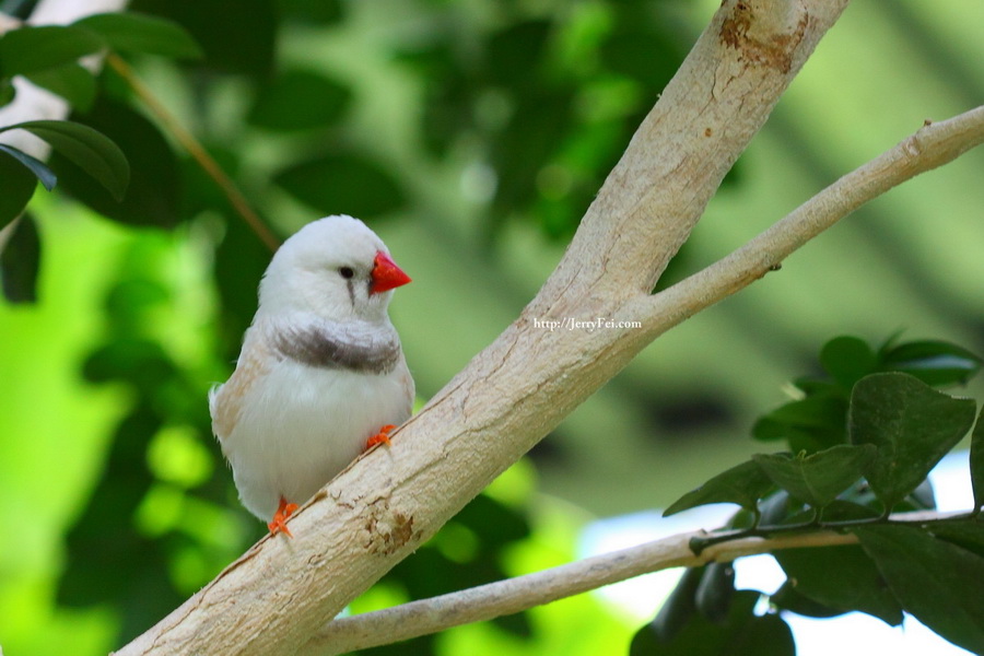 Cambridge Butterfly Conservatory photo