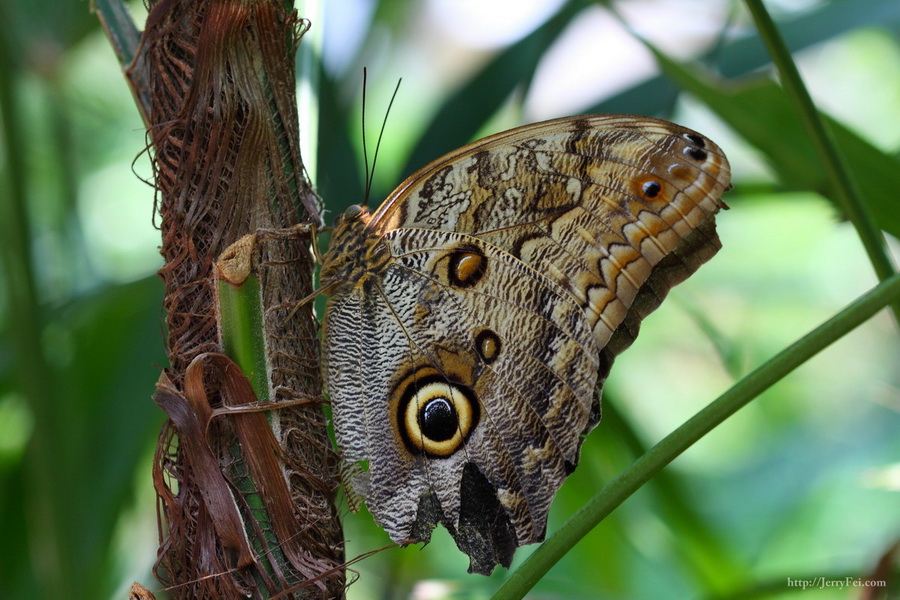 Cambridge Butterfly Conservatory photo