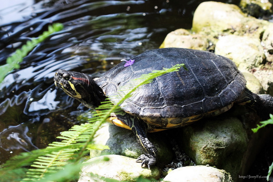 Cambridge Butterfly Conservatory photo