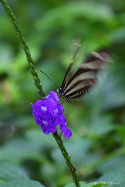 Cambridge Butterfly Conservatory photo