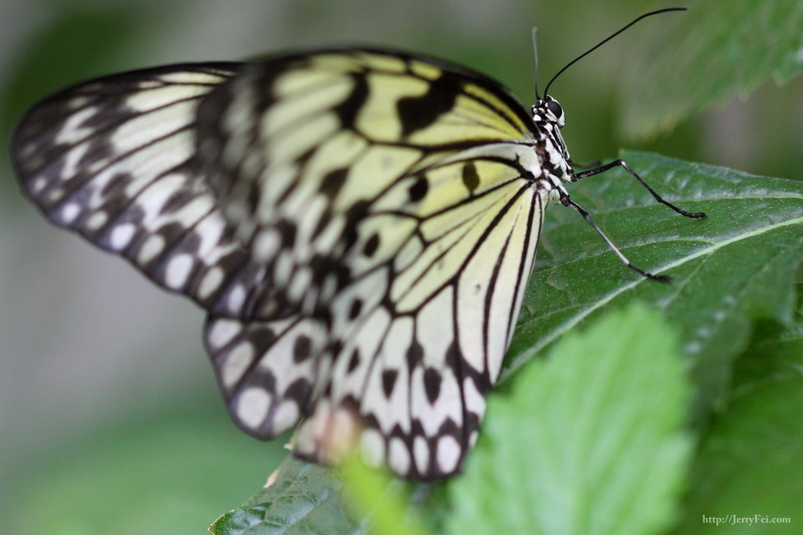 Cambridge Butterfly Conservatory photo