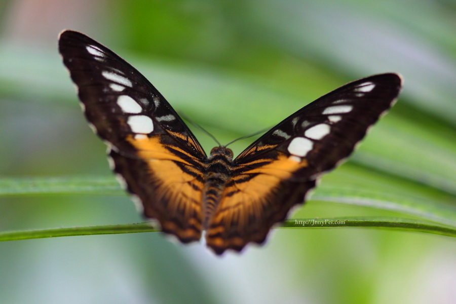 Cambridge Butterfly Conservatory photo